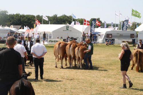 Sønderjyske Fællesskue i Aabenraa  - Interbreed – bedste Besætning: Skovlund Limousine v/ Søren L. Paulsen, Toftlund