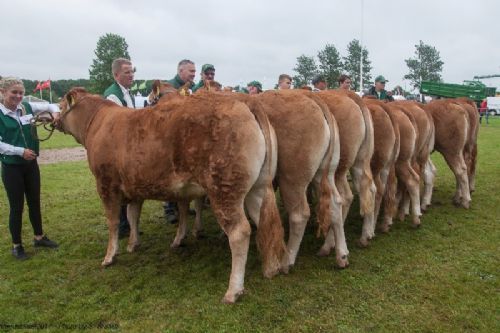 Bedømmelse - 12,27 Kvier 16 - 18 mdr. Fløj (tv) til Borre Monica fra Kærsgaard Limousine v/Jesper Kragelund, Skørping