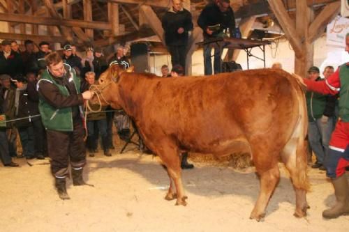 Auktionsdag 30. jan. - En drægtig ko fra Bent Kloster, Vojens. Granly Unik blev solgt til det nordjyske område