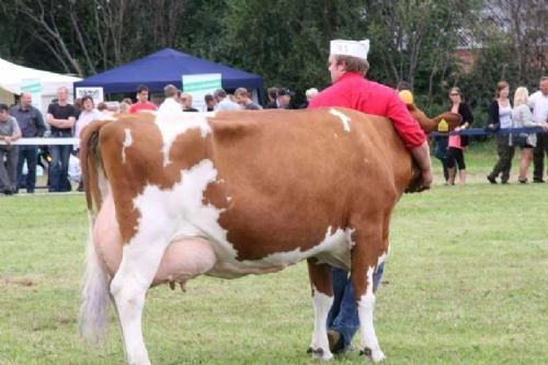 Aulum Dyrskue - Det er ikke kun kødkvægfolk, der holder af deres dyr. Denne rødbrogede ko fik en dejlig krammer af sin ejer.