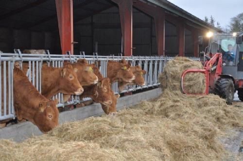 Efterårsmødet - Sønnen Oliver demonstrerede sine evner som fodermester for køerne i den nye stald.