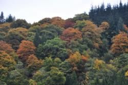 England-Scotland 2013 - De flotte efterårsfarver blev overvejende oplevet i gråvejr.