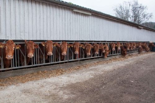 Randers Limousine - Der er 25 køer i besætningen. Køerne har udendørs foderbord og stod bundet i fanggitter under de første timer af åbent hus arrangementet