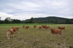 Limousinerejse 2012 - Her en flok køer, der afgræsser den tørketolerante græsart Sorghum.
