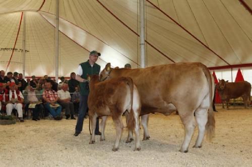 Stemning fredag 2 auktion - Et kønt sæt i ringen, en polled ko med kalv fra Erik Kjær Carstensen. 