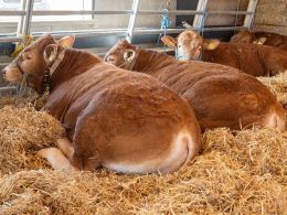 Her ses de syv tyre, som tager et hvil forud for selv auktionen