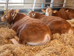 Her ses de syv tyre, som tager et hvil forud for selv auktionen