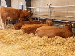 Hundyrene stod samlet