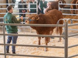 Først blev tyrene fremvist og solgt. Første tyr i ringen var katalog nr. 12 - Karensminde Uffe PP - som blev solgt for 30.000,-