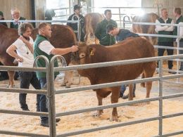 Tredje tyr i ringen var katalog nr. 8 - Humlegården Vela P - som blev solgt for kr. 30.000,-