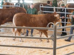 Fjerde tyr i ringen var katalog nr. 10 - Skovlund Visu P - som blev solgt for kr. 20.000,-