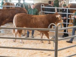 Fjerde tyr i ringen var katalog nr. 10 - Skovlund Visu P - som blev solgt for kr. 20.000,-