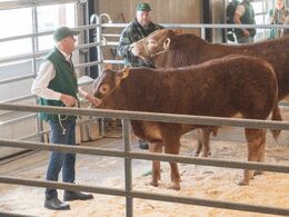 Femte tyr i ringen var katalog nr. 1 - Engtoftegård Ville P - som blev solgt for 20.000,-