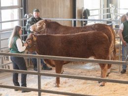 Sjette tyr i ringen var katalog nr. 11 - Ørnebjerggård Viking P - som blev solgt for kr. 38.000,-