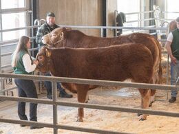 Sjette tyr i ringen var katalog nr. 11 - Ørnebjerggård Viking P - som blev solgt for kr. 38.000,-