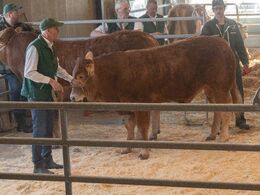 Syvende tyr i ringen var katalog nr. 9 - Engtoftegård Vodka - som blev solgt for kr. 26.000,-