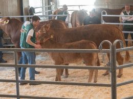 Endnu et billede af koen Næsøre Poll Sille PP med halv - sættet blev med kr. 41.000,- auktionens dyreste