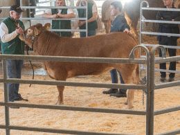 Andet hundyr i ringen var katalog nr. 3 - kvien Damgaard Vigga P - kvien blev solgt for 21.000,-