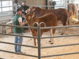 Fjerde hundyr i ringen var katalog nr. 6 - kvien Ørnebjerggård Uniq P - kvien blev solgt for kr. 30.000,-