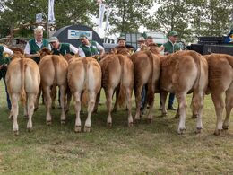 39-Bedste yngre kvie skal findes blandt disse syv