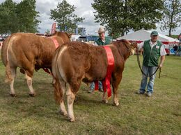 37Bedste tyr skal findes – er det den unge eller den ældre ?