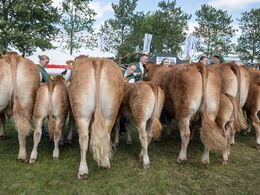 28-Køer over 5 år m . kalv. De første fire . Fløjvinder (tv) Bøgely Ronja fra Bøgely Limousine, Brørup