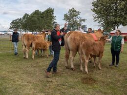 50-Det allerbedste limousine hundyr – på tværs af aldersgrupper – skal findes. Der bliver endnu en gang ” klappet på ” Birkely Soffi fra Grunnet Limousine, Billund