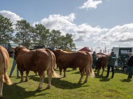 09Tyre over 36 mdr. Fire af fem dyr på dette billede – placering to , tre og fem. Nr 4 gemmer sig.