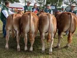 32-Bedste yngre tyr skal findes blandt disse fire – her opstillet efter alder