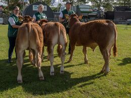 02-Tyre 5 - 6 mdr. Kun én tyr i dette hold . Det er tyren til venstre , Grunnet Amarone fra Grunnet Limousine, Billund