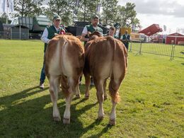 04-Tyre 8 - 10 mdr. Fløjvinder (tv) Østermarkens V incent fra Østermarkens Limousine, Bredebro