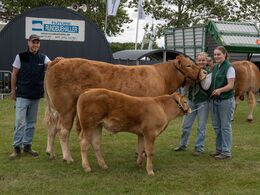 44-Bedste ko under tre år Kloster Tricolore fra Kloster Limousine, Langå – hun foretrak at slippe for båndet