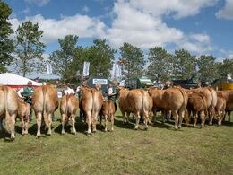 24-Køer 3 - 5 år m. kalv. Et stort hold med syv