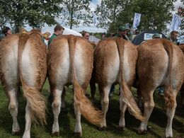 1 8 – Kvier 18 - 21 mdr. Fløjvinder (tv) Bøgely U lva fra Grunnet Limousine, Billund