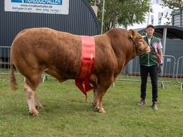 38-Bedste tyr blev Ryde Talent PP fra Mogens Ladefoged, Tistrup