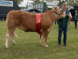 42-Bedste ældre kvie blev Bøgely U lva fra Grunnet Limousine, Billun d