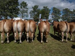 31-Køer over 5 år u. kalv. Seks dyr , her i katalogrækkefølge. Fløjvinder blev Kærsgaards Riquetta (tv) fra Kær gaard Limousine, Suldrup