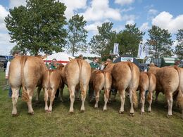 25 – Køer 3 - 5 år m. kalv. De første fire i holdet. Fløjvinder (tv) Birkely Soffi fra Grunnet Limousine, Billund
