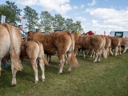 2 7 – Køer over 5 år m. kalv. Otte dyr i holde