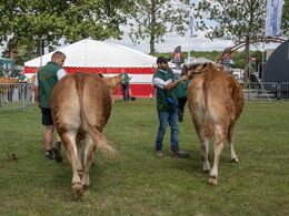 20 – Kvier 21 - 24 mdr. Fløjvinder (th) Arden Unik fra Casper Thorsen, Arden