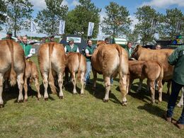 29 – Køer over 5 år m. kalv. De sidste fire dyr i holdet.