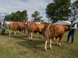 3 5 – Bedste ældre tyr skal findes blandt disse tre