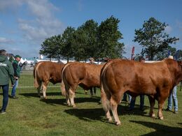 08 – Tyre over 36 mdr. Tre af f em dyr på dette billede . Fløjvinder (tv) Ryde Talent fra Mogens Ladefoged, Tistrup. Den tyr kom mer til at optræde på flere billeder ..