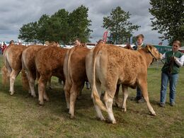 41 – Bedste ældre kvie skal findes blandt disse fem