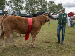 40 – Bedste yngre kvie blev Stenbjerg Vilja P fra Stenbjerg Limousine, Østb irk
