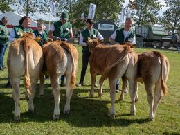 10 – Kviebedømmelsen efter alder. Først kvier 5 - 6 mdr. Fløjvinder (t v ) Høivang Adele fra Høivang Limousine, Thisted
