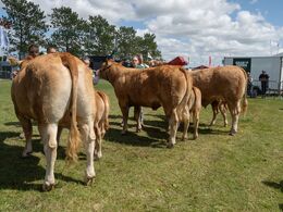 2 3 – Køer under 3 år m. kalv. Fløjvinder ( i midten ) Kloster Tricolore fra Kloster Limousine, Langå ( billeder senere i galleriet)