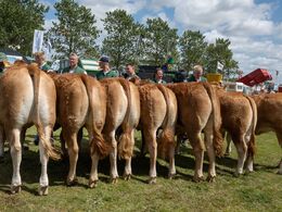 19 - Kvier 18 - 21 mdr. De sidste syv af de 11 kvier i holdet