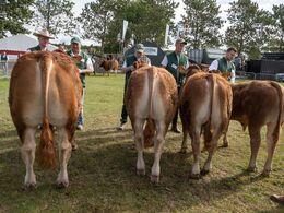 3 3 – Bedste yngre tyr blev Skovlund Varin P (t v ) fra Skovlund Limousine , Toftlund