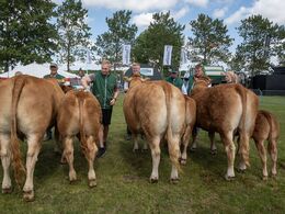 2 6 – Køer 3 - 5 år m. kalv. De sidste tre i holdet